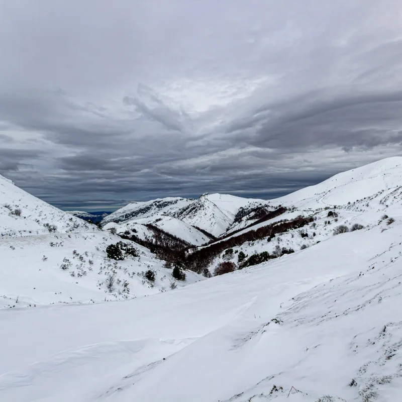 babia nevada
