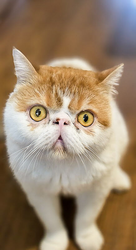 Suki, el dueño de nuestro hogar